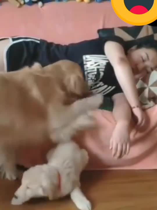 Must Watch | My Cute Jealous Big Dog, They don't want any Puppy with me