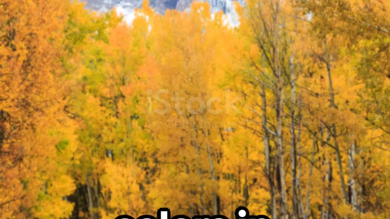 Autumn Drive: In the Rocky Mountains to Breckenridge Colorado