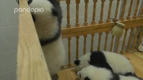 Panda's brave cradle escape