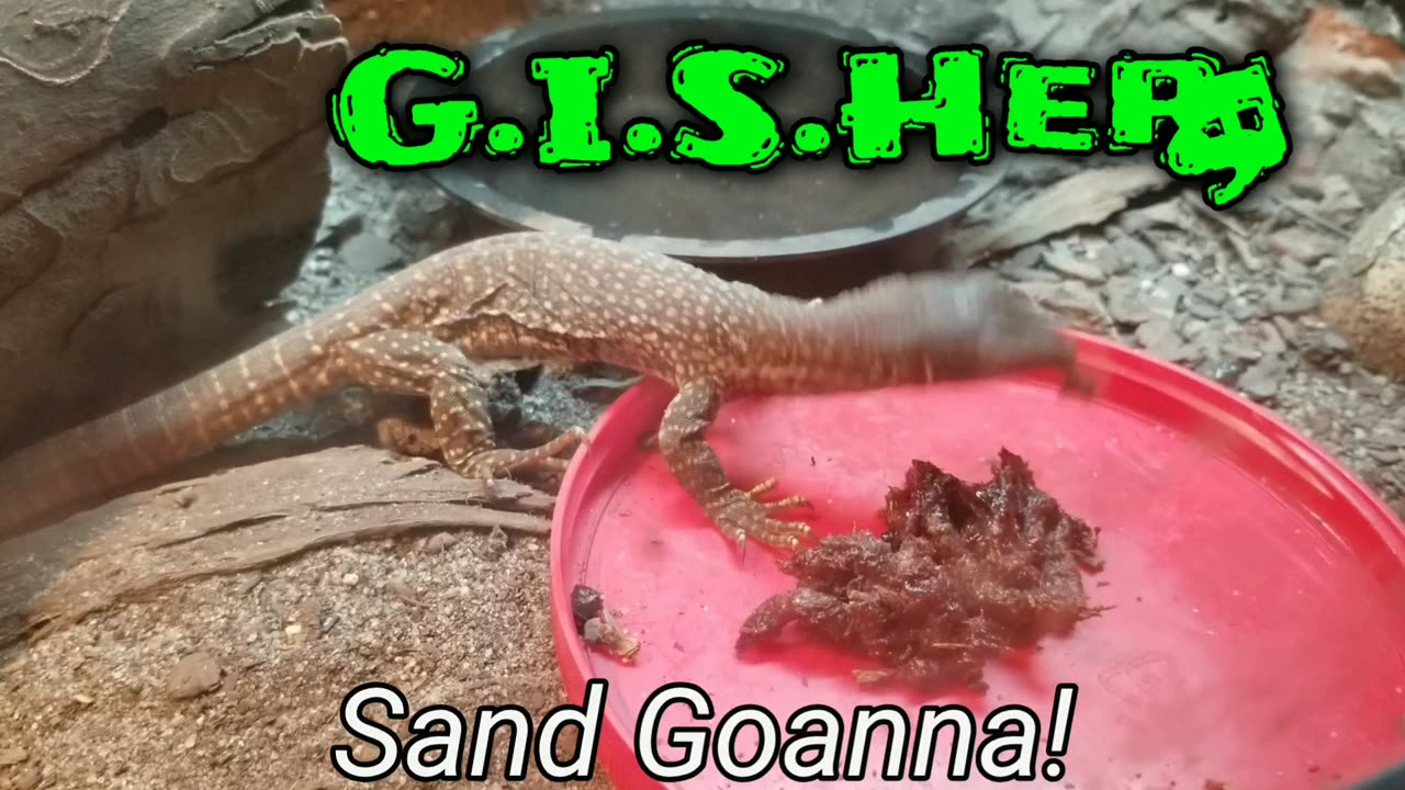 Baby sand monitor eats QUAIL!