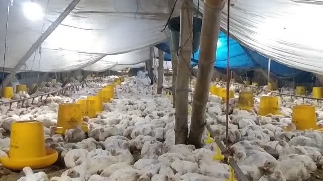 The chicken