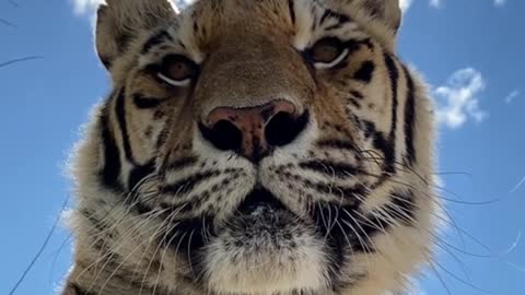Enjoy the tiger in front of the camera！