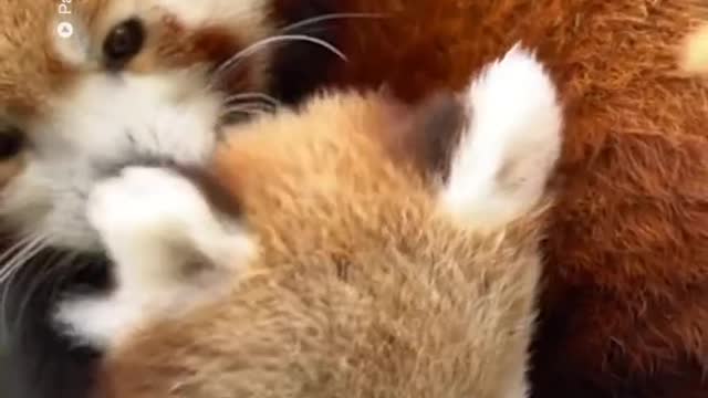 Red panda cub takes first steps outside with Mum