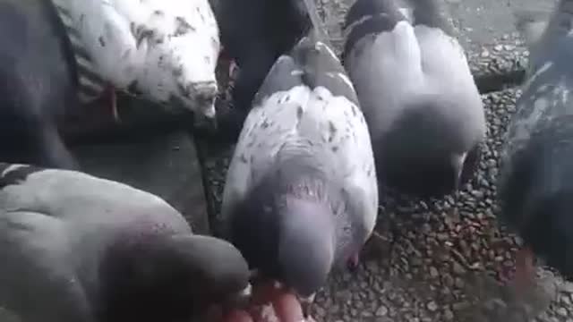 Hand Feeding Pigeons at Work 02