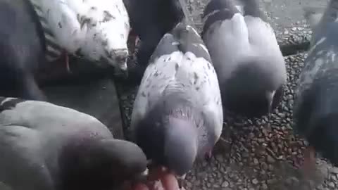 Hand Feeding Pigeons at Work 02