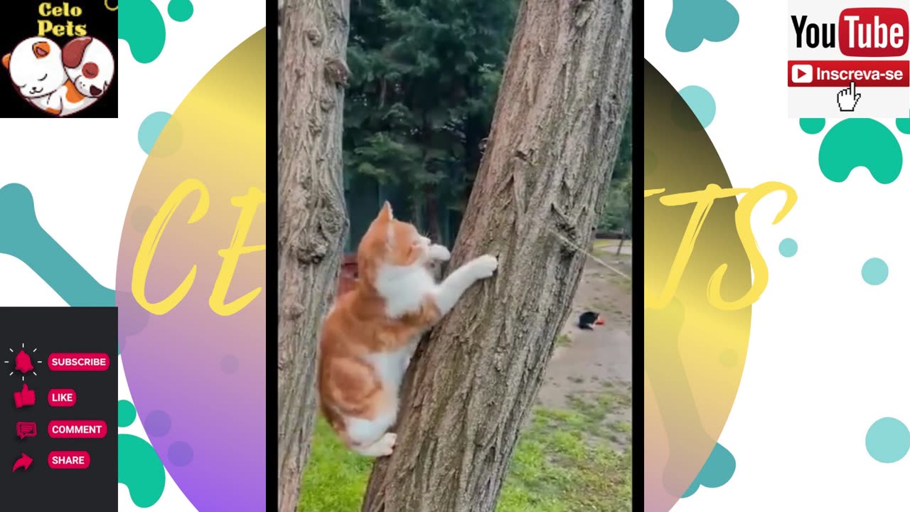 Animais Engraçados Funny Animals Channel 🐶🐱