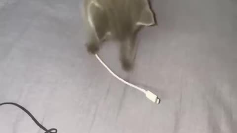 Funny Cat Video