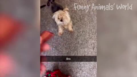 Funniest cat and dog moments.🤣🤣🤣