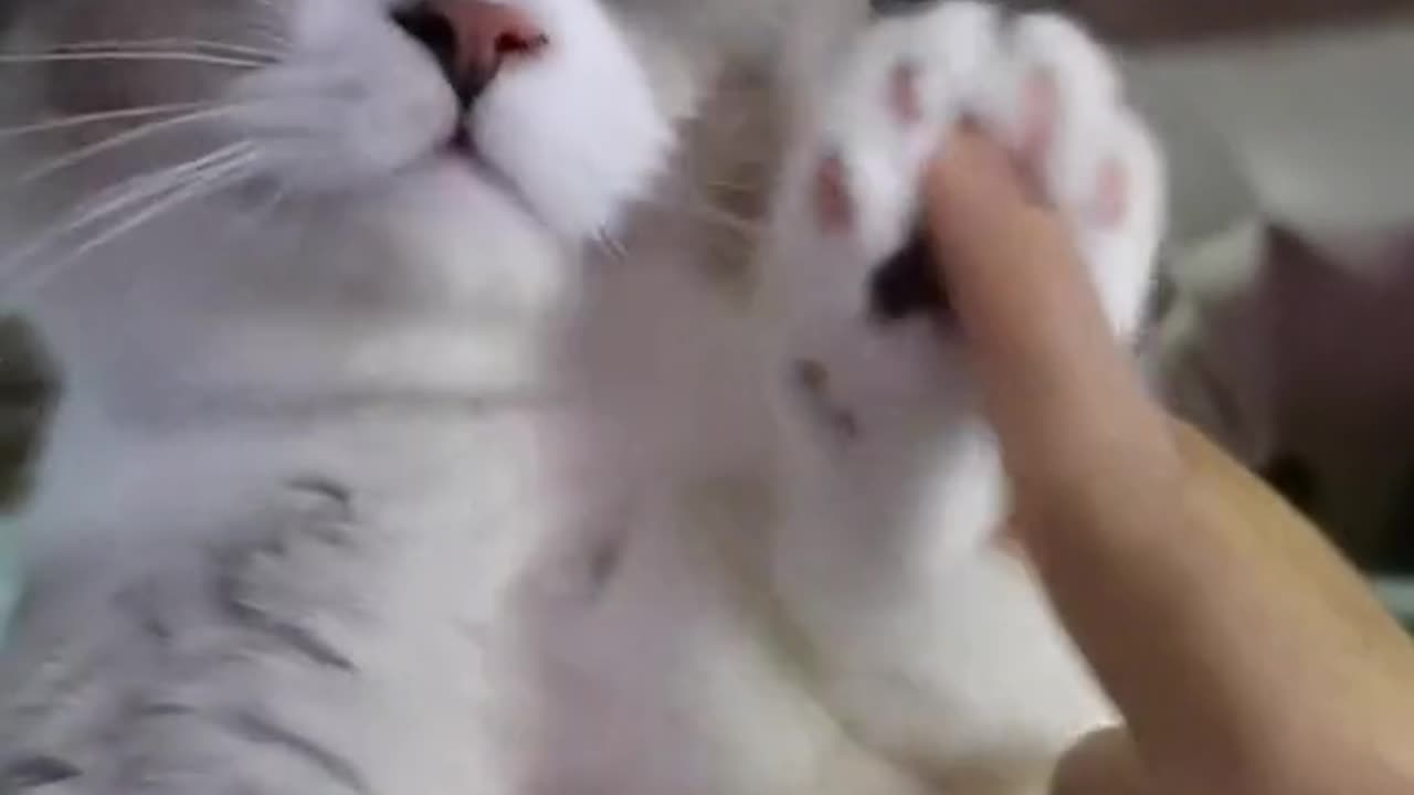 Cat dancing