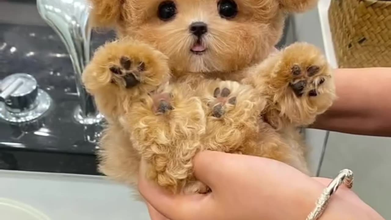 Cute Puppy 🥰