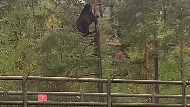 Just 300kg of brown bear…in a tree 🌲🐻