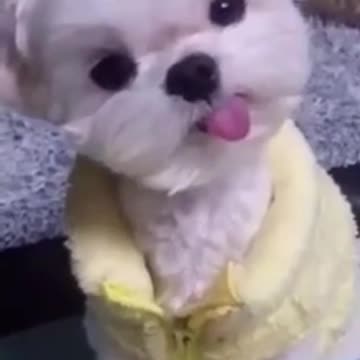 Vídeos fofos e engraçados de cachorros _ Cachorrinho com a línguinha para fora