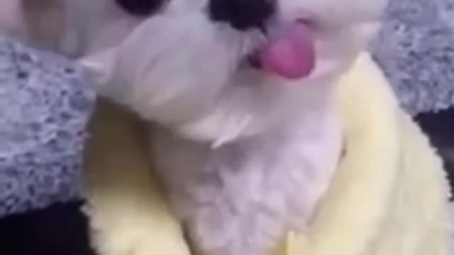 Vídeos fofos e engraçados de cachorros _ Cachorrinho com a línguinha para fora