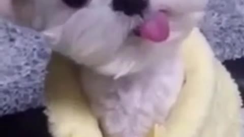 Vídeos fofos e engraçados de cachorros _ Cachorrinho com a línguinha para fora