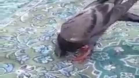 Bird in Kaaba