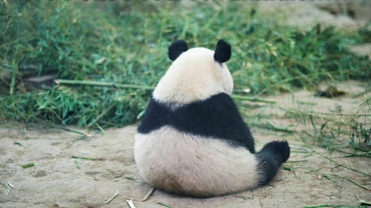 facts that humans is the reason why many animal has been instinct