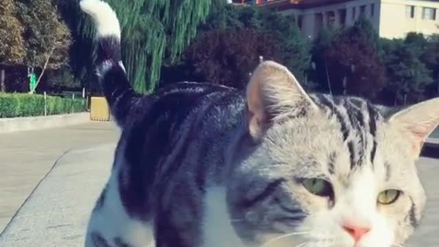 Funny cat Video 😂😂