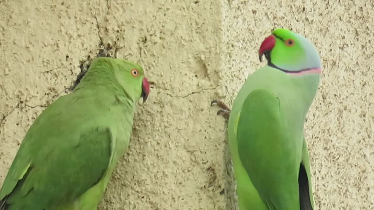 Rose-ringed parakeet lover birds