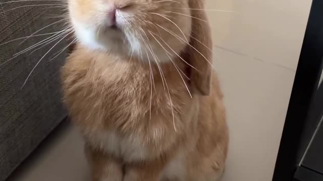 Cute rabbit video rabbit lovser