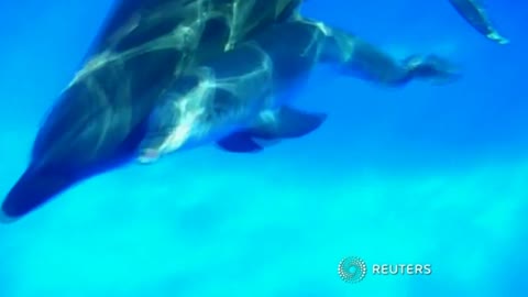 Captive dolphin gives birth