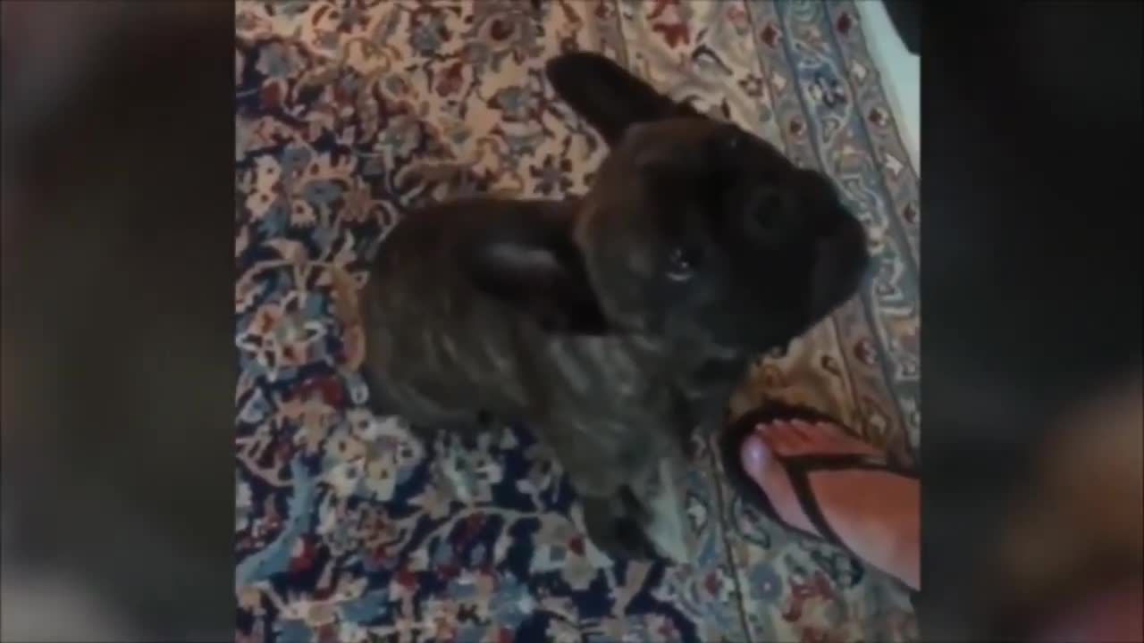 Funny Dog, Funny Cat, Funny pets Video