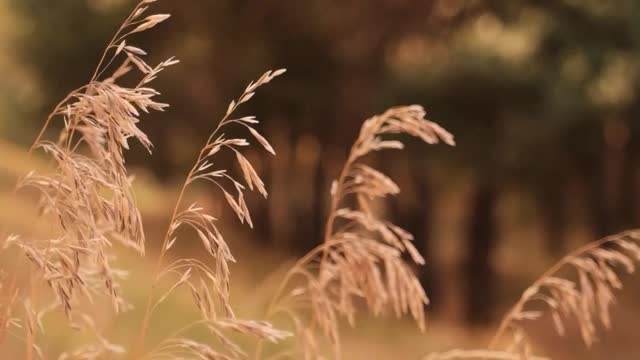 Wind blowing on the ears of corn