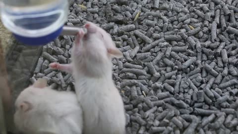 Pet shop sells guinea pigs