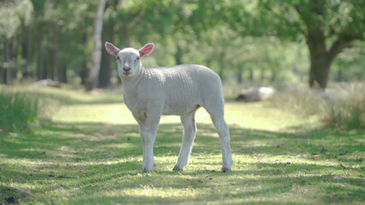 Sheep Animal Lamb White Wool Cute Beautiful