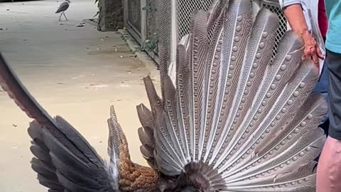 Pheasant Does a Mating Dance