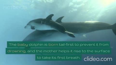 how Dolphin give birth, डॉल्फिन कैसे जन्म देती है