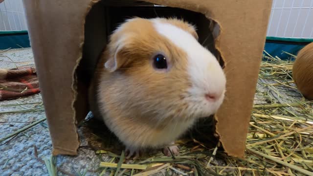 Best guinea pig noises of the wheek!