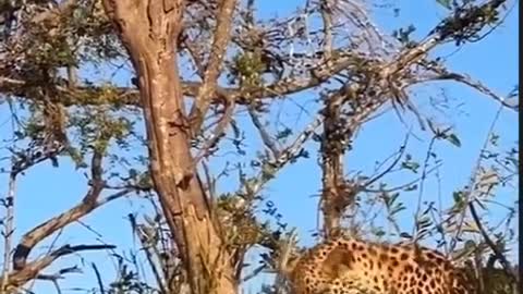 amazing leopard crawl on trees