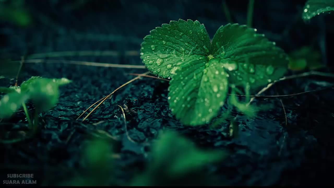 Rain for bedtime Relax Sleep