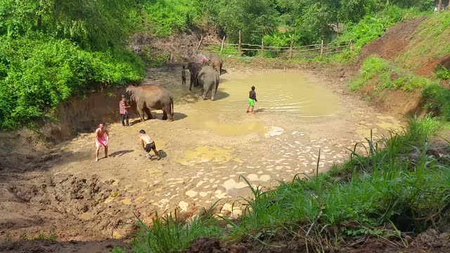 Elephant Mud Bath - Thailand Adventure