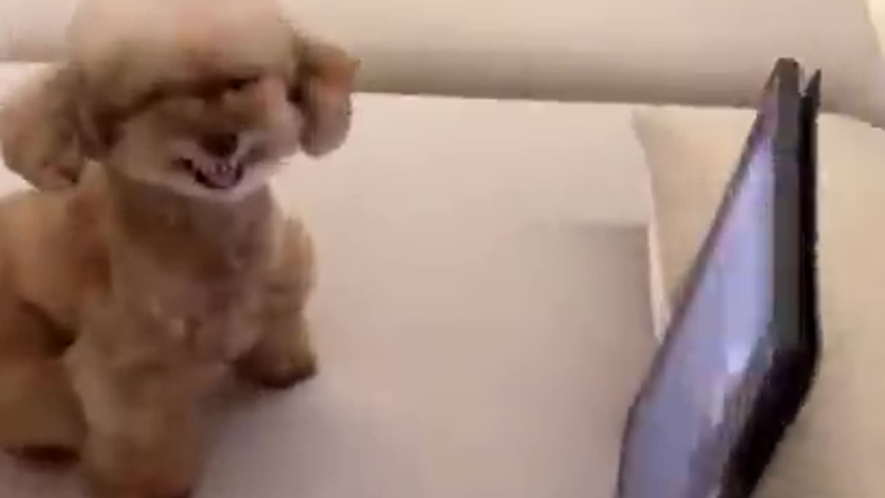 Funny dog compilation video