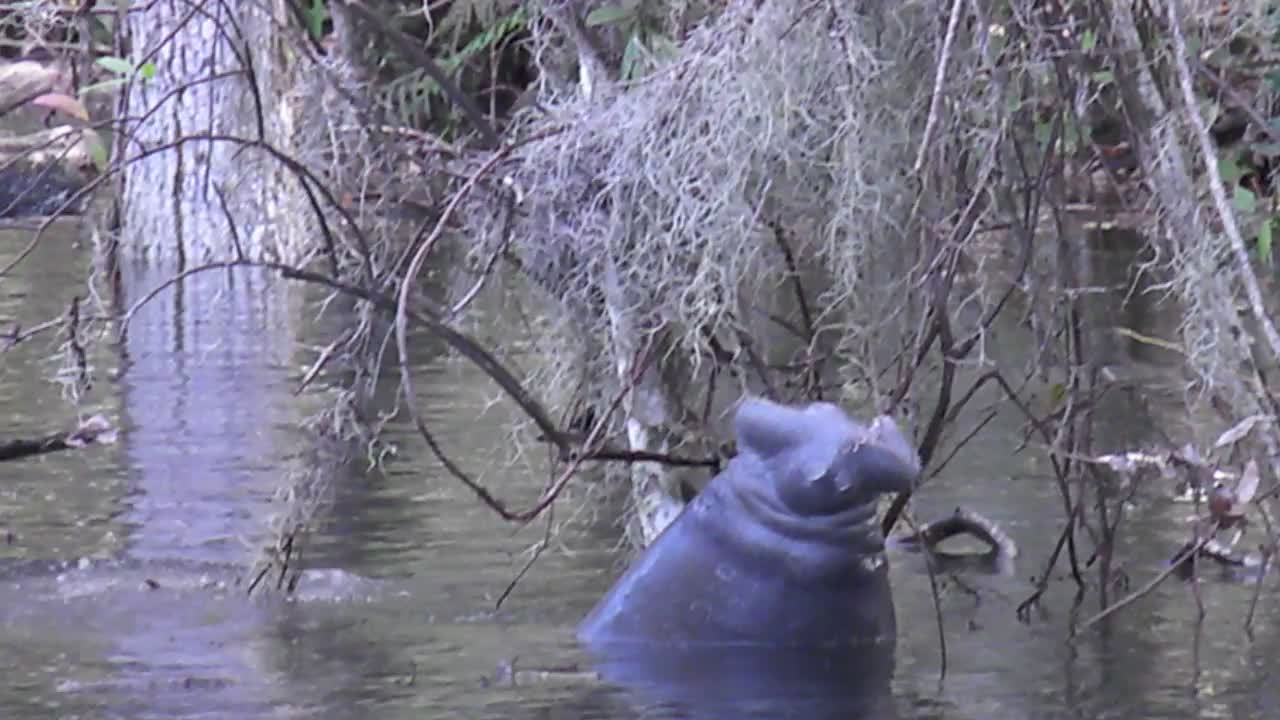 Hungry manatee vigorously chomps away at vegetation