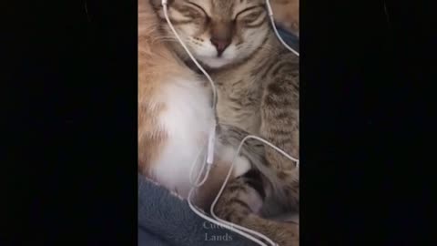 Try Not To Laugh Funny Animal Videos || 💖 Compilation