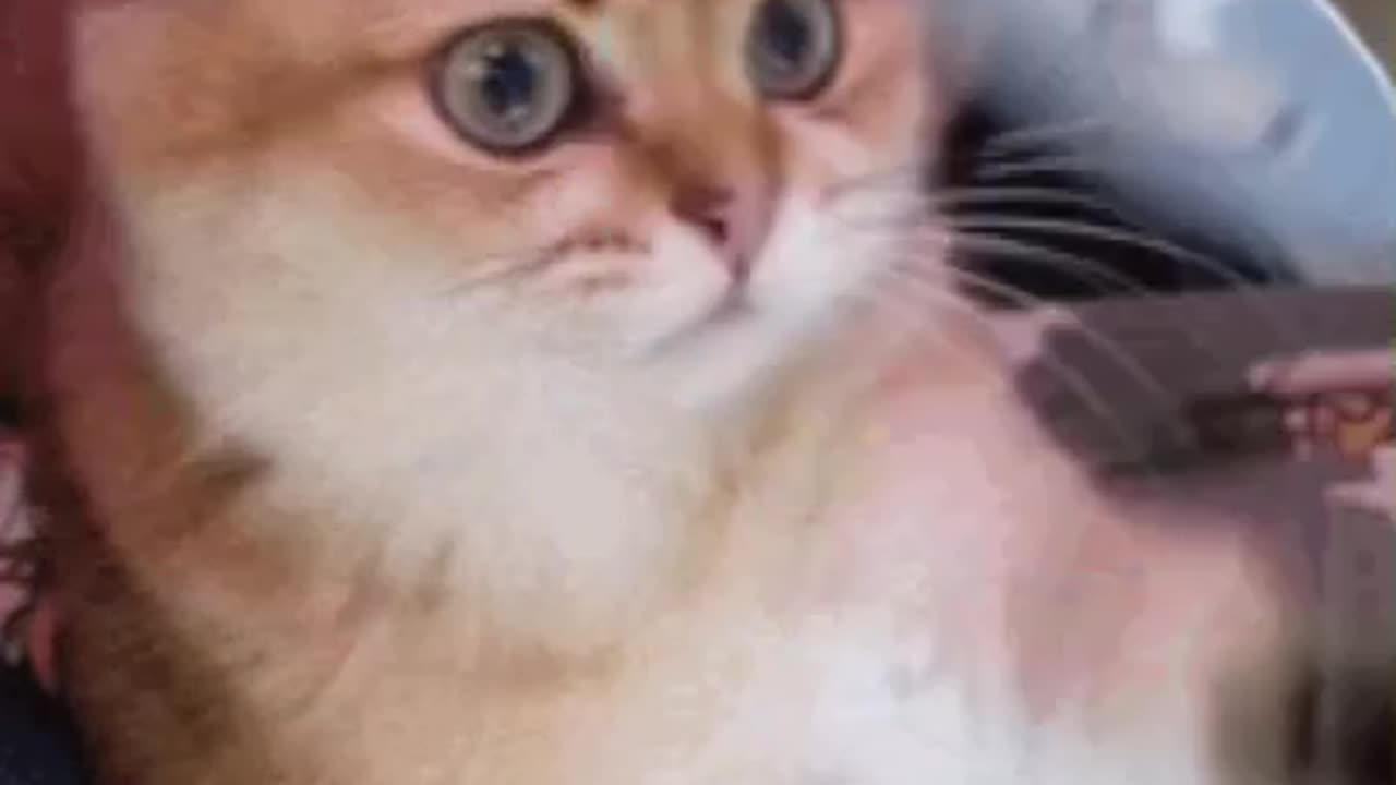 Cute Cat Gif