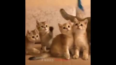 So_many_cute_kittens_videos_compilation_2022