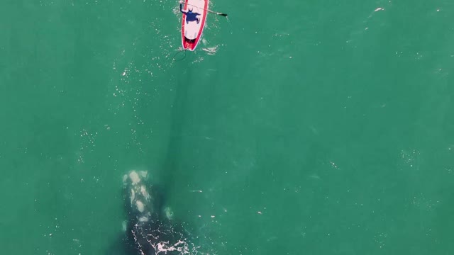 Whale Surfaces to Visit Paddleboarder