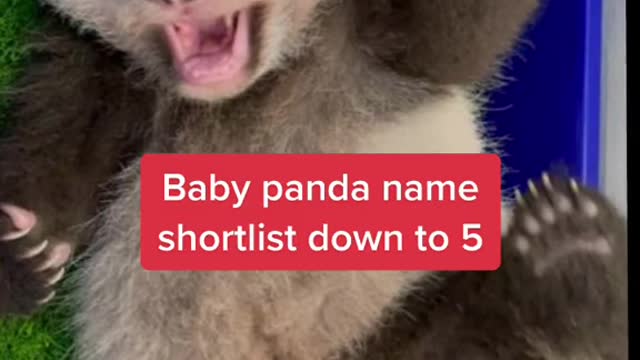 Baby panda name shortlist down to 5 。