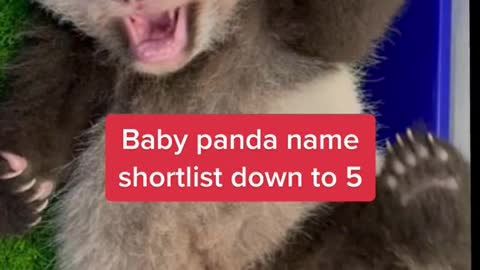 Baby panda name shortlist down to 5 。