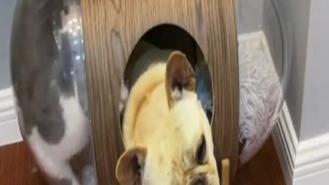 🤣Funny Dog Videos 2021🤣 🐶 It's time to LAUGH with Dog's life