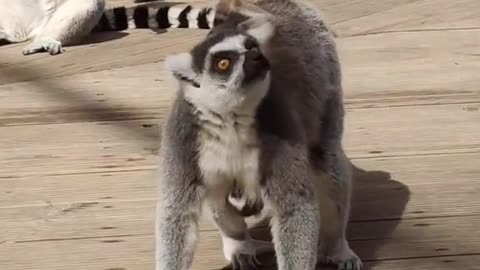 A mother lemur takes her baby for a walk