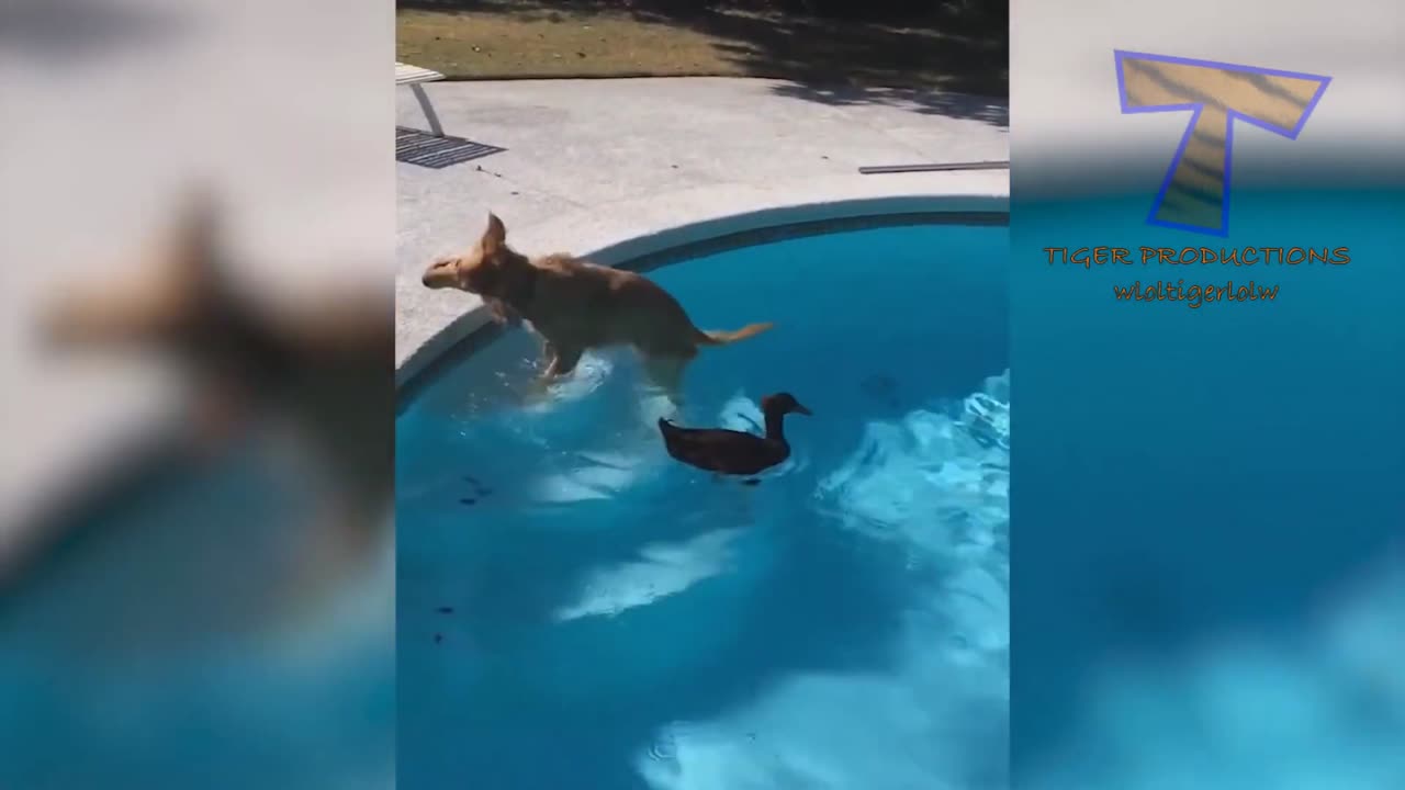 Try not to Laugh- Dog eddition HARD!!!!!
