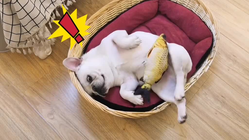 A dog wake up with a start#foryou #pet #animal #funny #interesting #happy #dog #sleep #wakeup