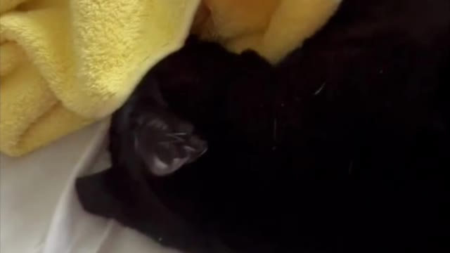 Adopting a Cat from a Shelter Vlog - Cute Precious Piper Has a Feisty Moment #shorts