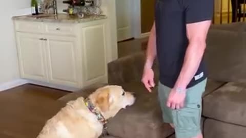 Which types of dog?