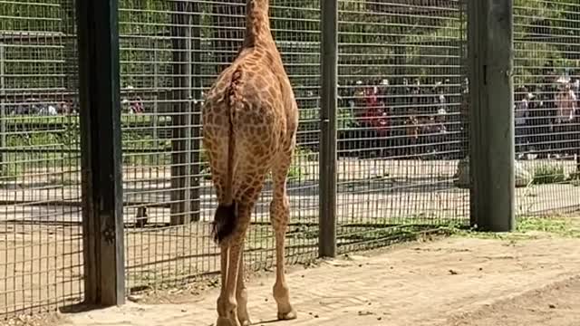 Have tea on a lazy afternoon and watch a giraffe