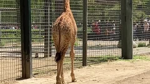 Have tea on a lazy afternoon and watch a giraffe